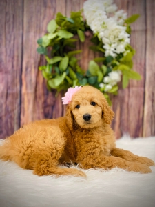 Dixie's Light Pink Girl F1B mini /medium GoldenDoodle