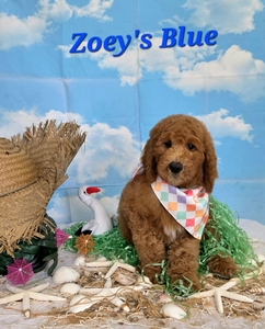 Zoey's Blue Boy standard Pyredoodle 
