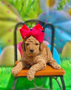 April Puppies - Sadie/ Bently Litter - Standard F1B Pyredoodles / Go home 4-21