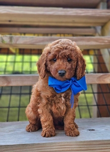Reba's Blue Boy Petite Mini Goldendoodle