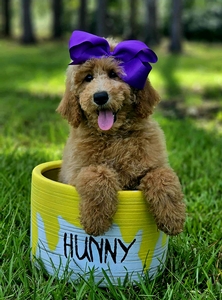 Wimberly's Purple Girl F1B Mini /Medium Goldendoodle
