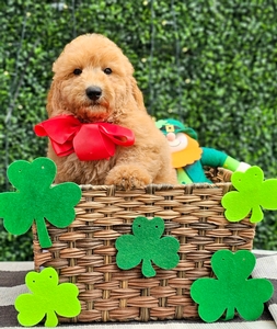 Rosie's Red Boy - F1BB Medium Goldendoodle