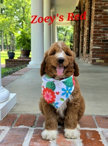 Zoey's Red Boy standard Pyredoodle 