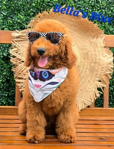 Bella's Blue Boy  Mini Goldendoodle