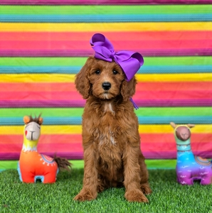 Harper's Purple Girl F1BB Standard Goldendoodle