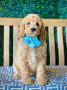 September Puppies - Willow Jane / Rivers F1BB mini /Medium pyredoodles 