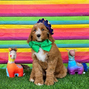 Harper's Green Boy F1BB Standard Goldendoodle